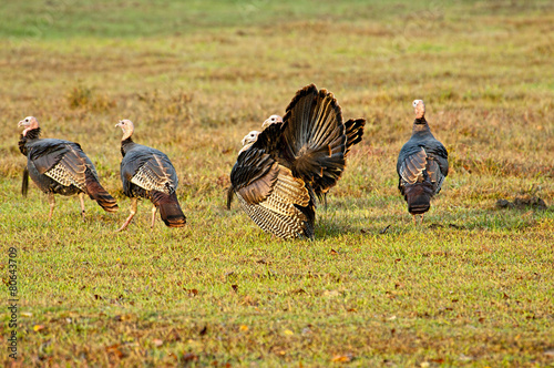 Flick of wild turkeys in Cades cove. photo