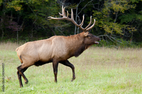 Wallpaper Mural Bull elk sounding a bugle in the Smokies. Torontodigital.ca