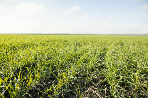 winter crops