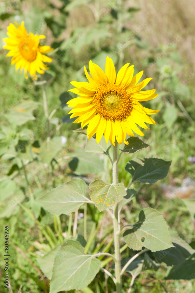 Sunflower in a field Sunflower in a field