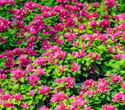 Wallpaper Mural Bougainvillea flower Torontodigital.ca