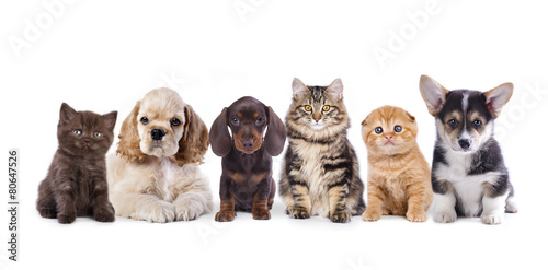 Group of dogs and kittens