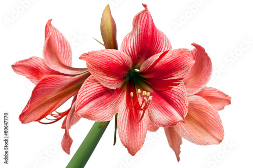 Hippeastrum large flowering Gervase