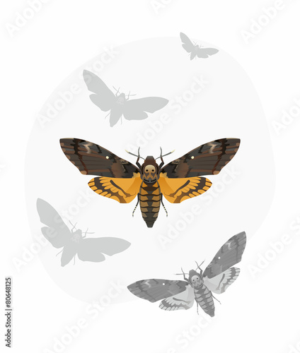 Death s-head Hawk moth  Acherontia Atropos 