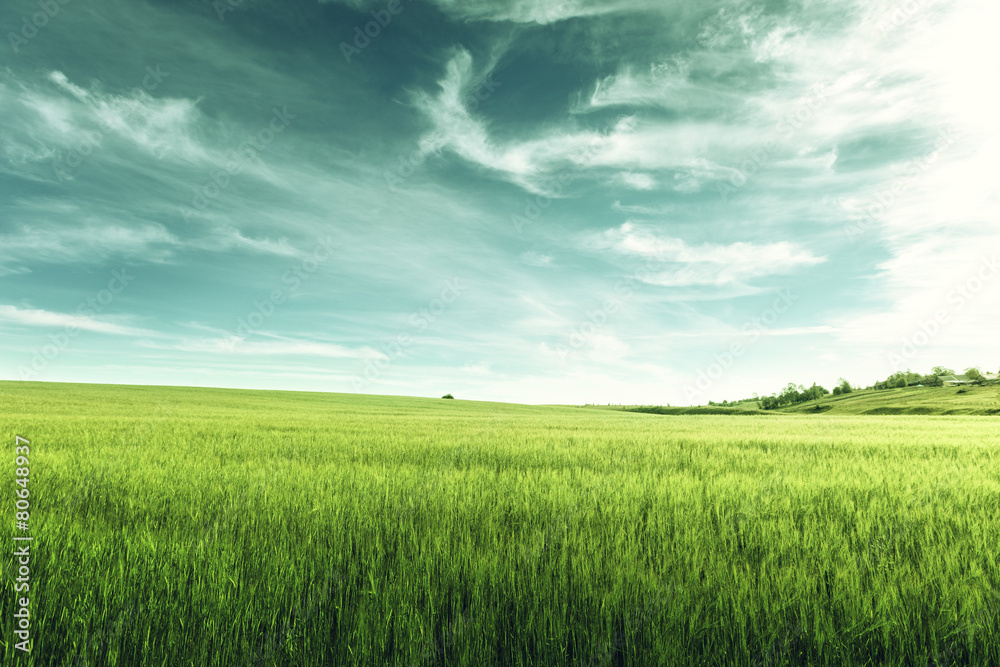 field of barley