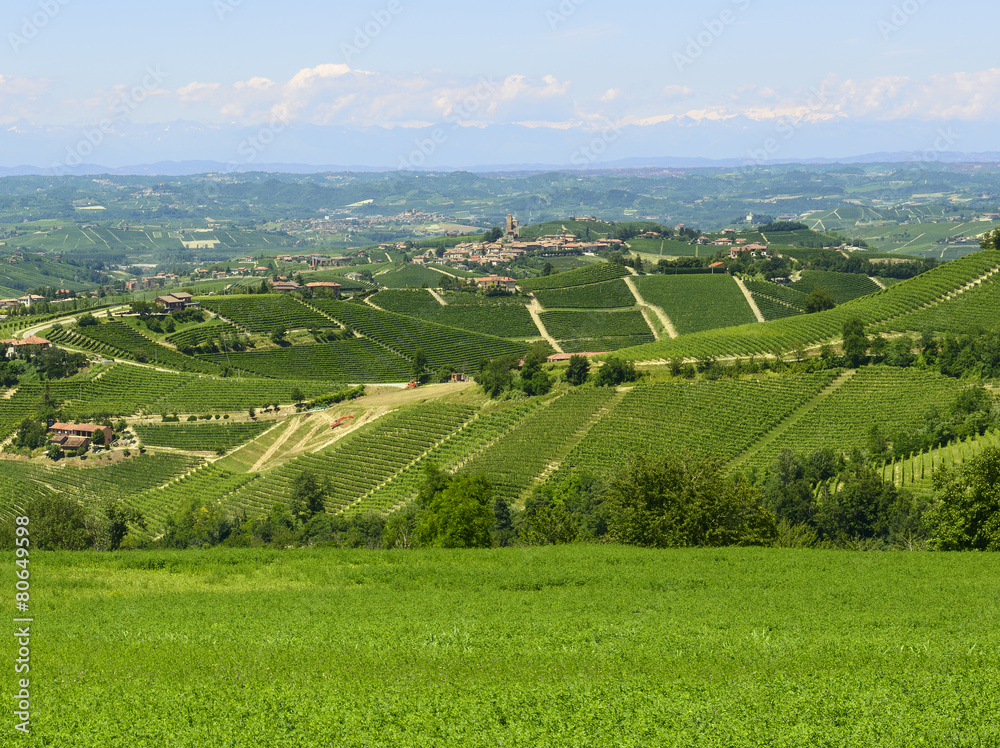 Summer landscape in Langhe (Italy)