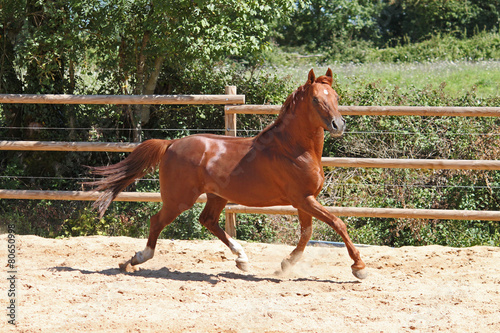 Purebred arabian horses