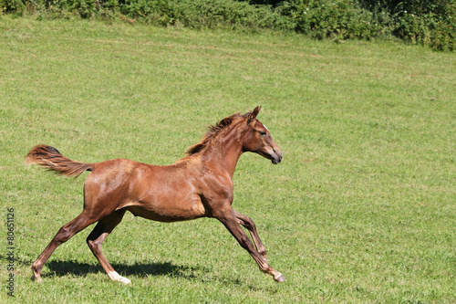 Purebred arabian horses