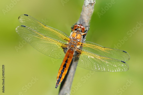 dragonfly