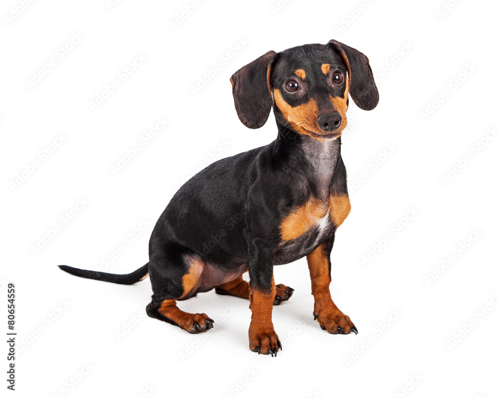 Cute Dachshund Puppy Dog Sitting Cute Dachshund Puppy Dog Sitting