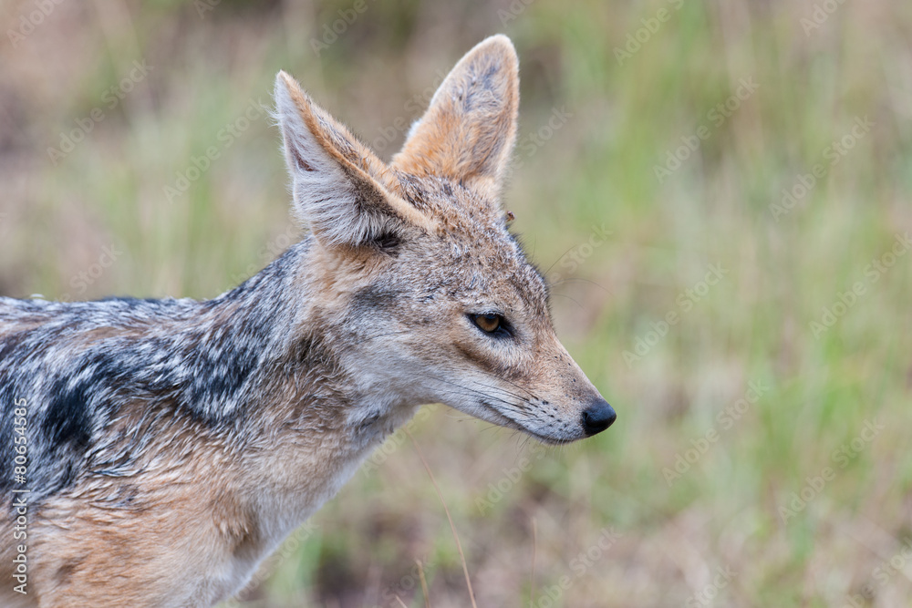 jackal little hunter in the savanna of Kenya jackal little hunter in the savanna of Kenya