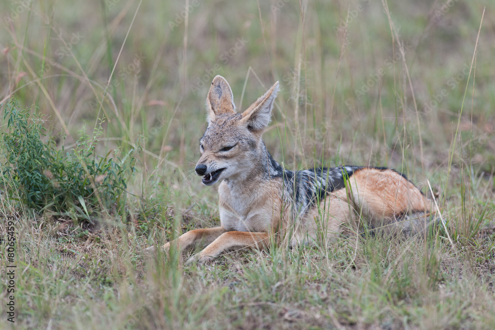 jackal little hunter in the savanna of Africa jackal little hunter in the savanna of Africa