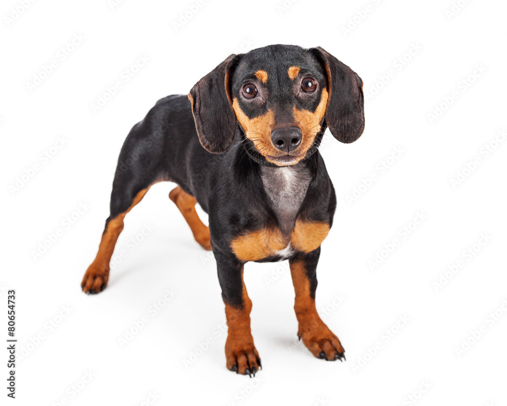 Dachshund Puppy Dog Standing Lookng Forward