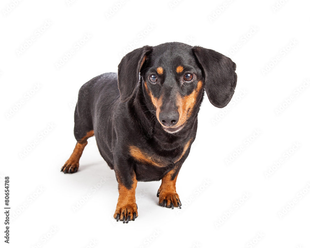Dachshund Purebreed Dog Standing