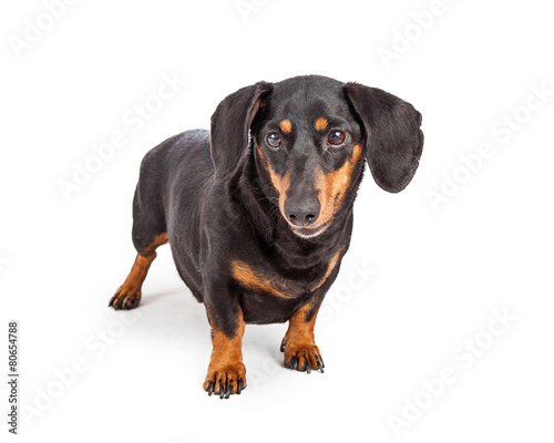 Dachshund Purebreed Dog Standing © adogslifephoto