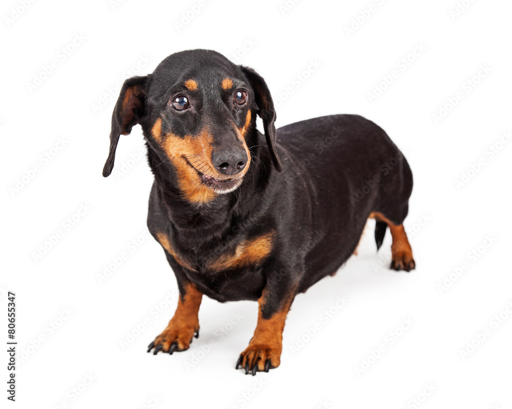 Happy Dachshund Breed Dog