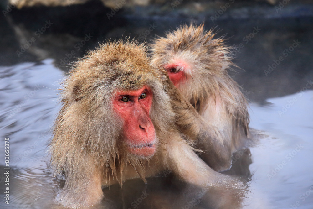 Naklejka premium 温泉に入るニホンザル クローズアップ