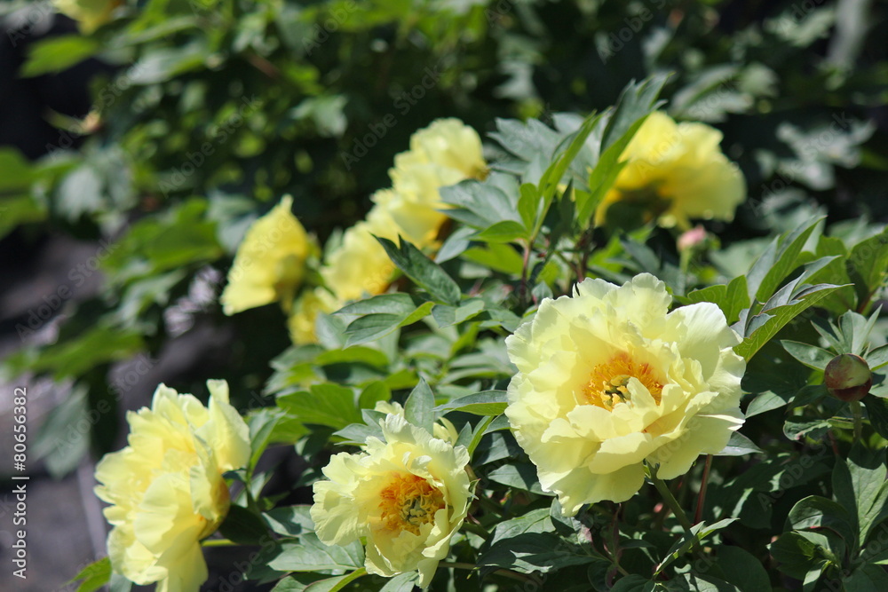 芍薬の花 芍薬の花