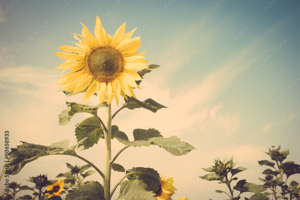 Naklejka premium sunflower flower field blue sky vintage retro