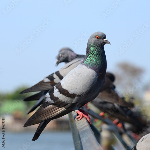 Groups of pigeon. © pandpstock001
