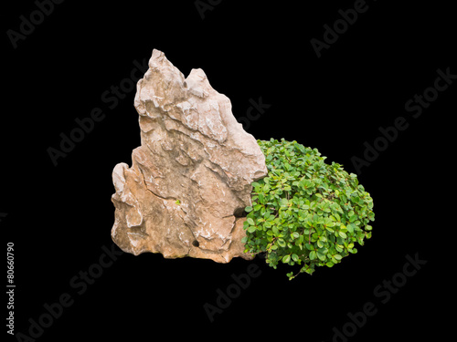 Rock and bush for gardening isolated