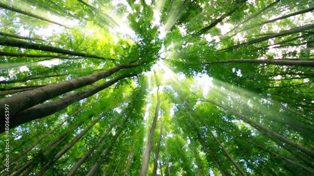 Sunny rays in forest. Under big long spring trees.