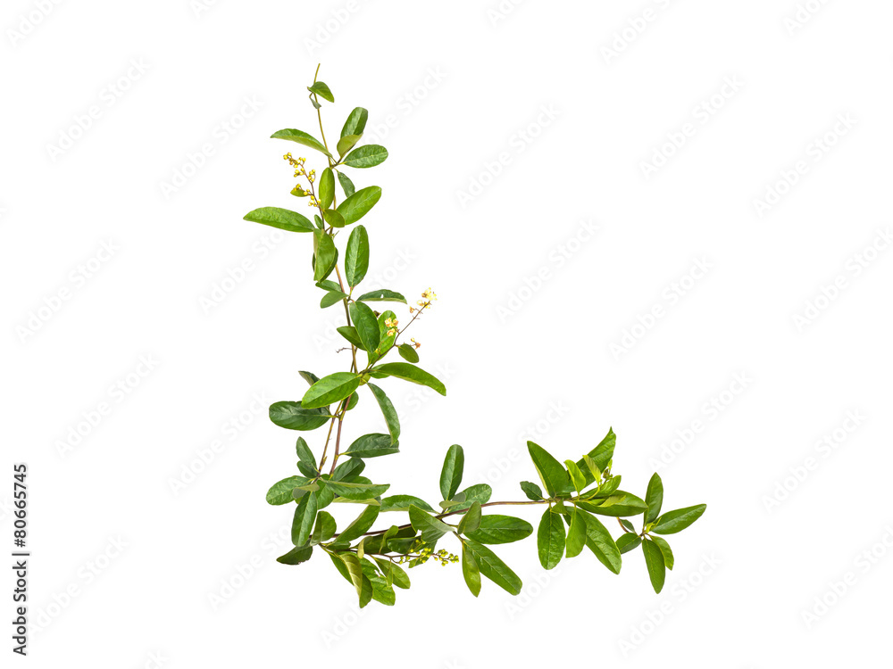 Obraz premium Set of creeper flower isolated