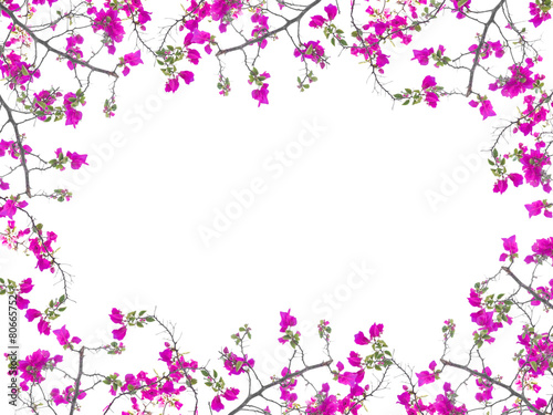 Pink Bougainvillea flower frame
