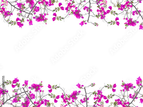 Pink Bougainvillea flower frame © pkanchana