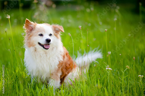 little dog on the lawn