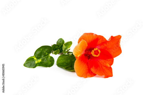 Red hibiscus on isolated white background