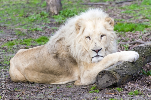 Fototapeta Naklejka Na Ścianę i Meble -  White lion (Panthera leo krugeri)