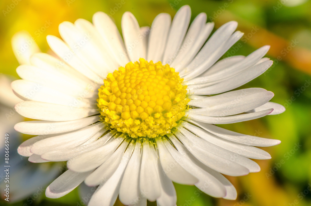 Fototapeta premium Gänseblümchen