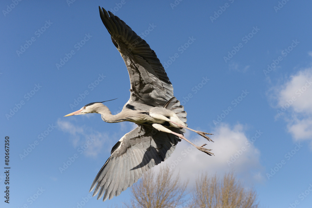 Obraz premium Grey Heron, Ardea cinerea