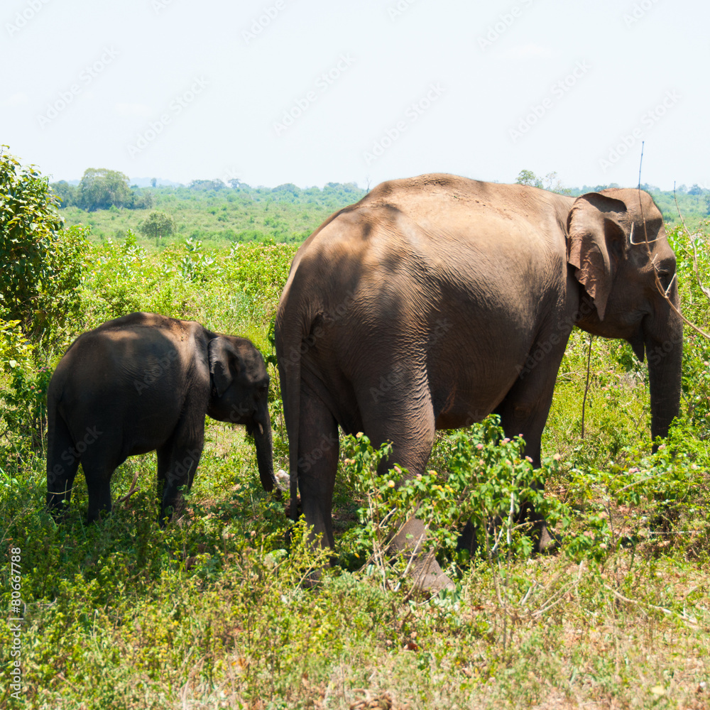 Fototapeta premium Eephant