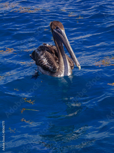 pelican sit in the calm ocean