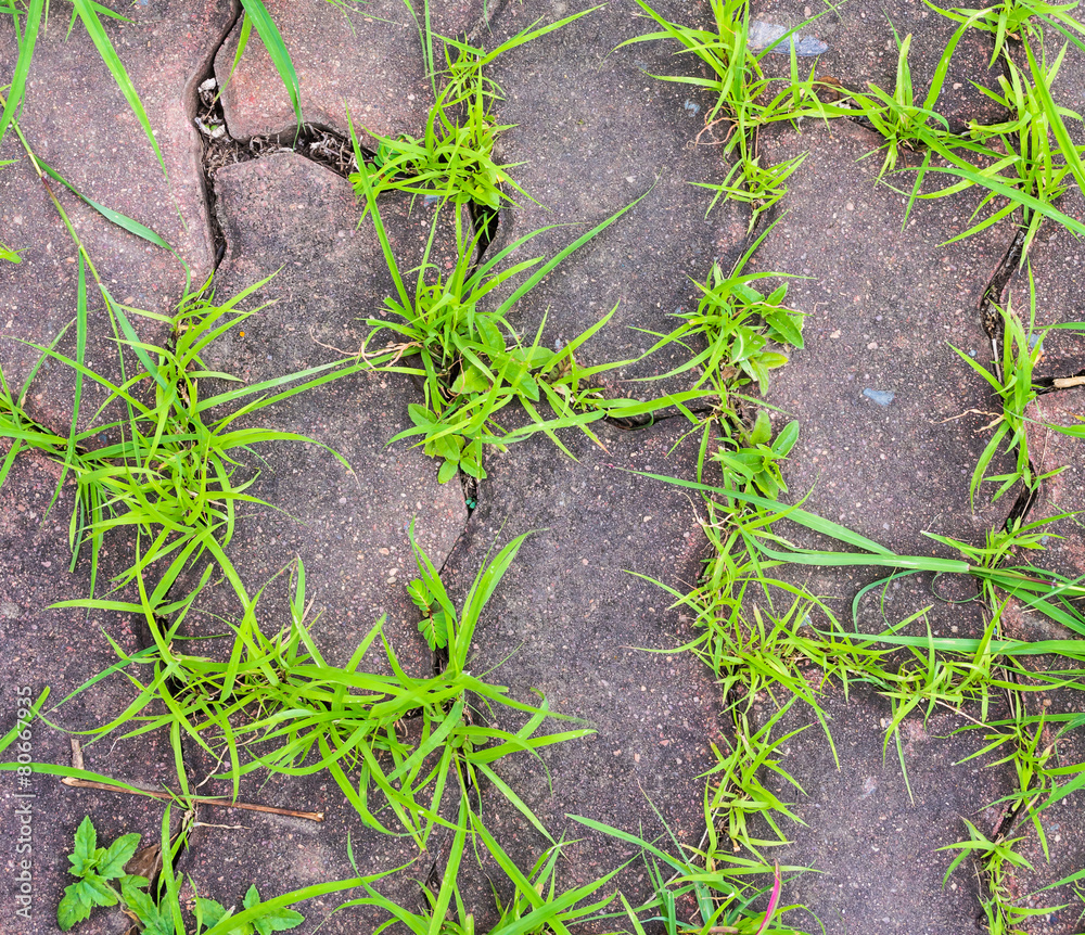 grass and sidewalk grass and sidewalk
