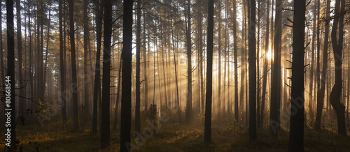 Sunrise in forest #80668544