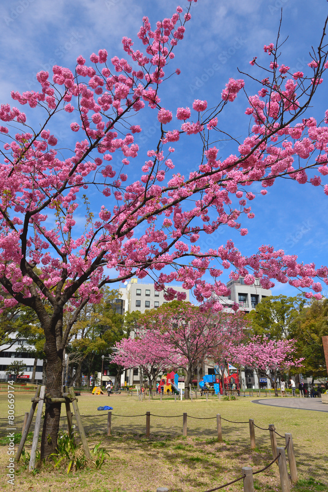 Obraz premium 横浜スタジアム脇の横浜公園