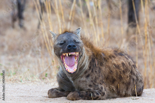Fotografia, Obraz Smiling Hyena