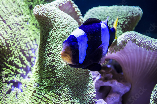 aquarium fish clown
