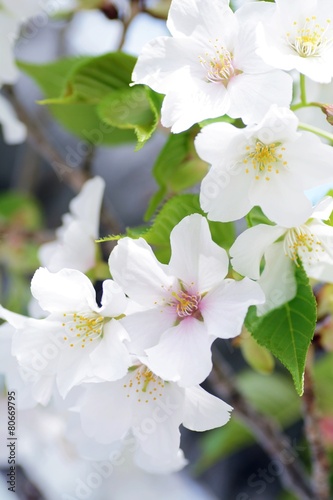大島桜のアップ