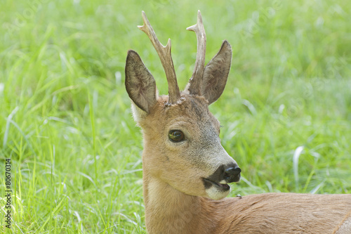 Fototapeta Naklejka Na Ścianę i Meble -  Roe deer