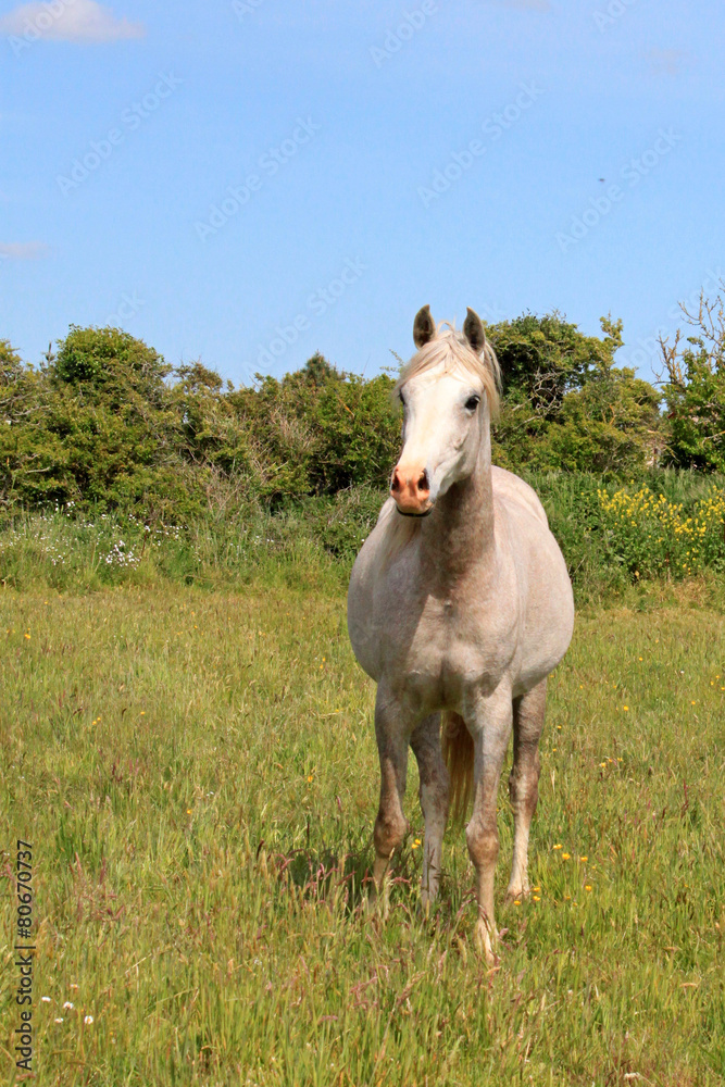 Obraz premium Cheval pur sang arabe