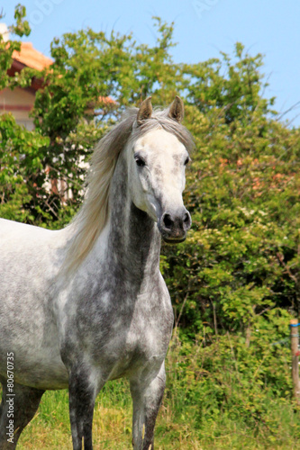 Cheval pur sang arabe
