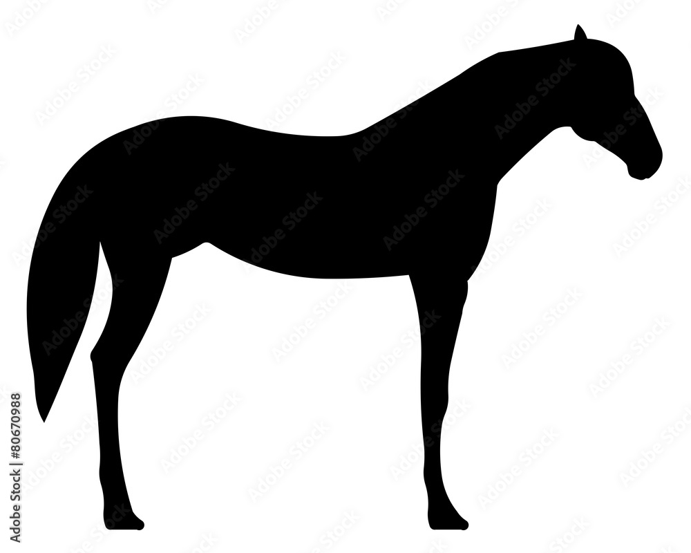 Obraz premium Pferd Silhouette