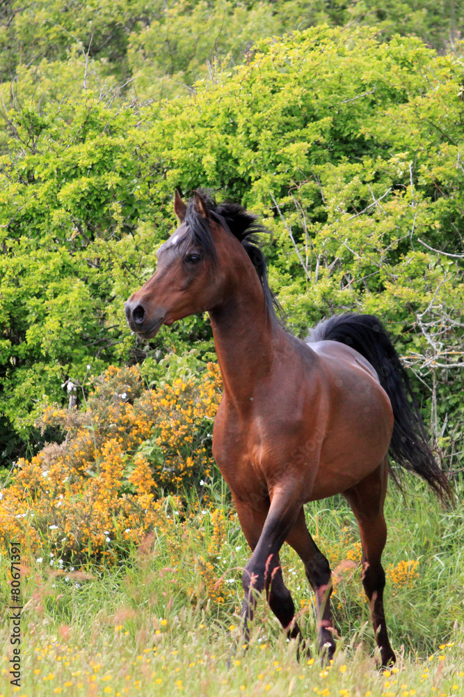 Fototapeta premium Cheval pur sang arabe
