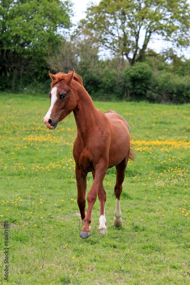Cheval pur sang arabe Cheval pur sang arabe