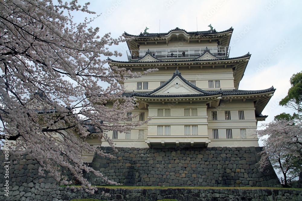 小田原城本丸と桜 小田原城本丸と桜