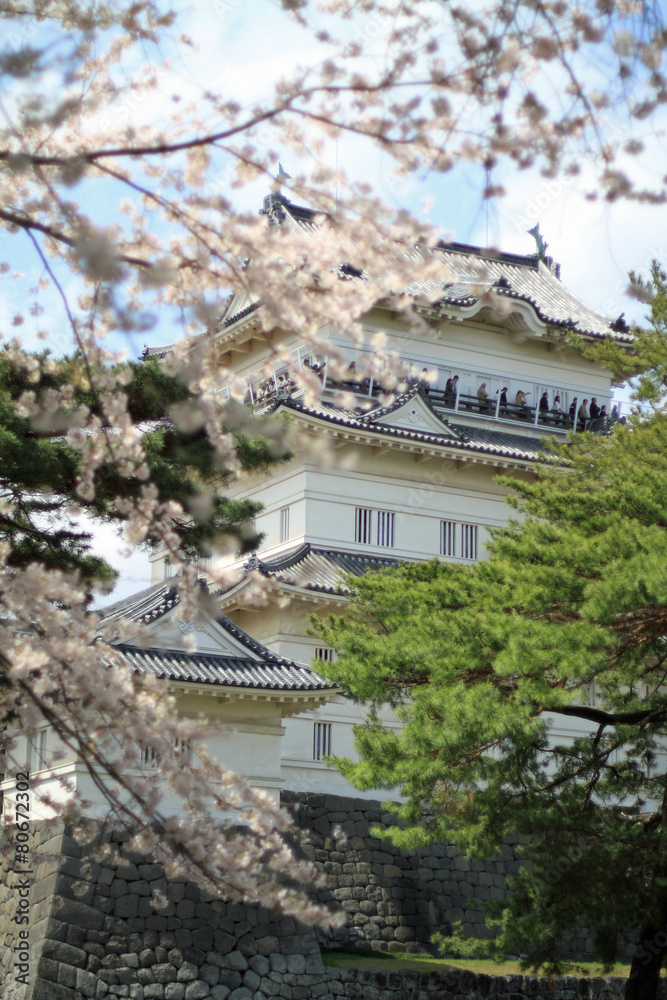 Fototapeta premium 小田原城本丸と桜